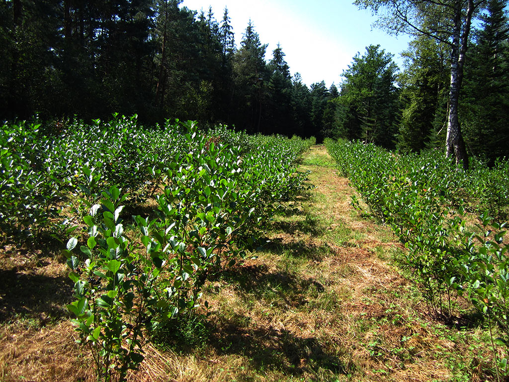 Aronia Pflanzung