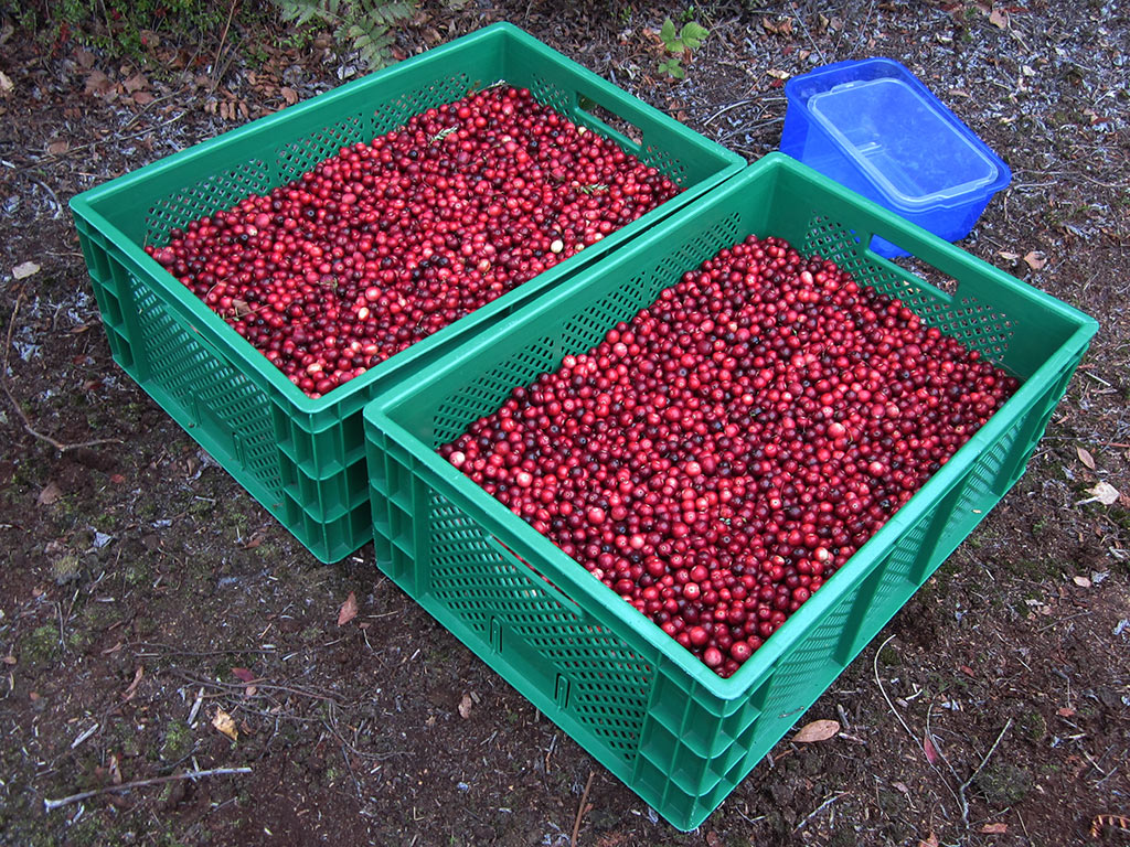 Cranberry Ernte