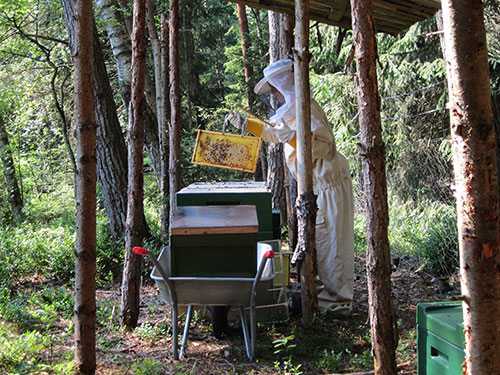 Bienenstand