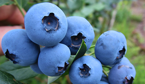 Heidelbeeren