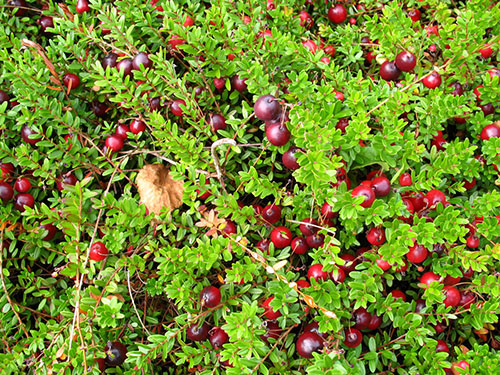 Cranberries