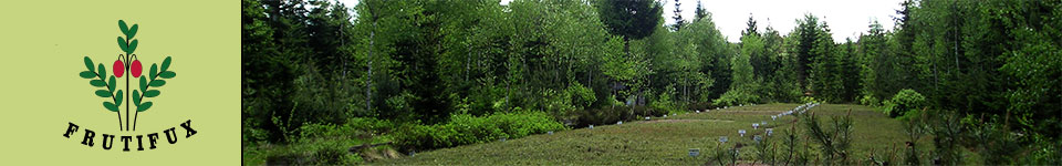 Cranberry Plantage