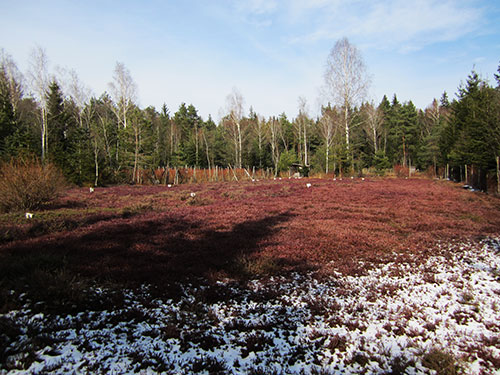 Cranberry im Winter